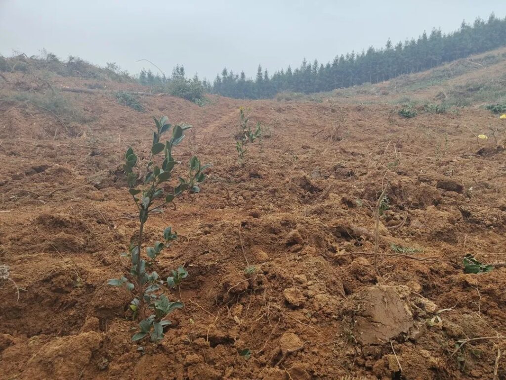 高岚乡：油茶种植好处多，志愿服务质量高