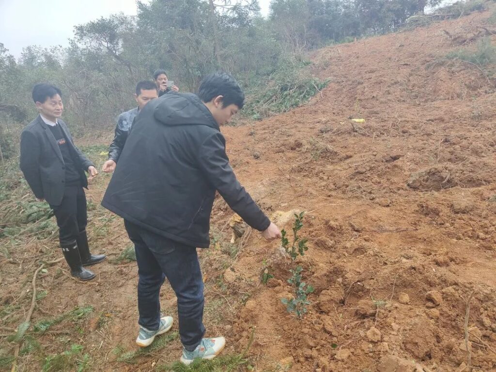 高岚乡：油茶种植好处多，志愿服务质量高