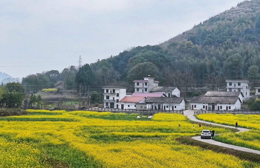 油菜花开 扮靓乡村