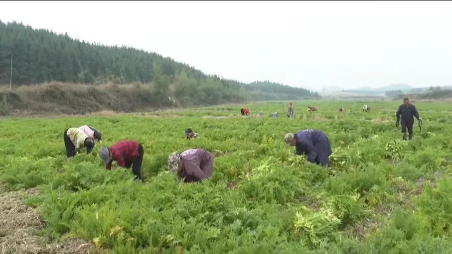 操场乡：千亩芥菜喜增收，乡村振兴绘新景