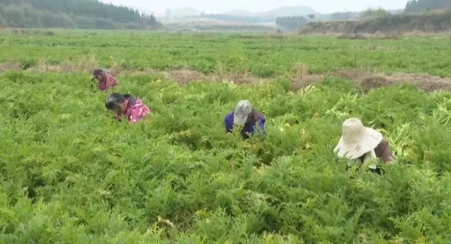 操场乡：千亩芥菜喜增收，乡村振兴绘新景