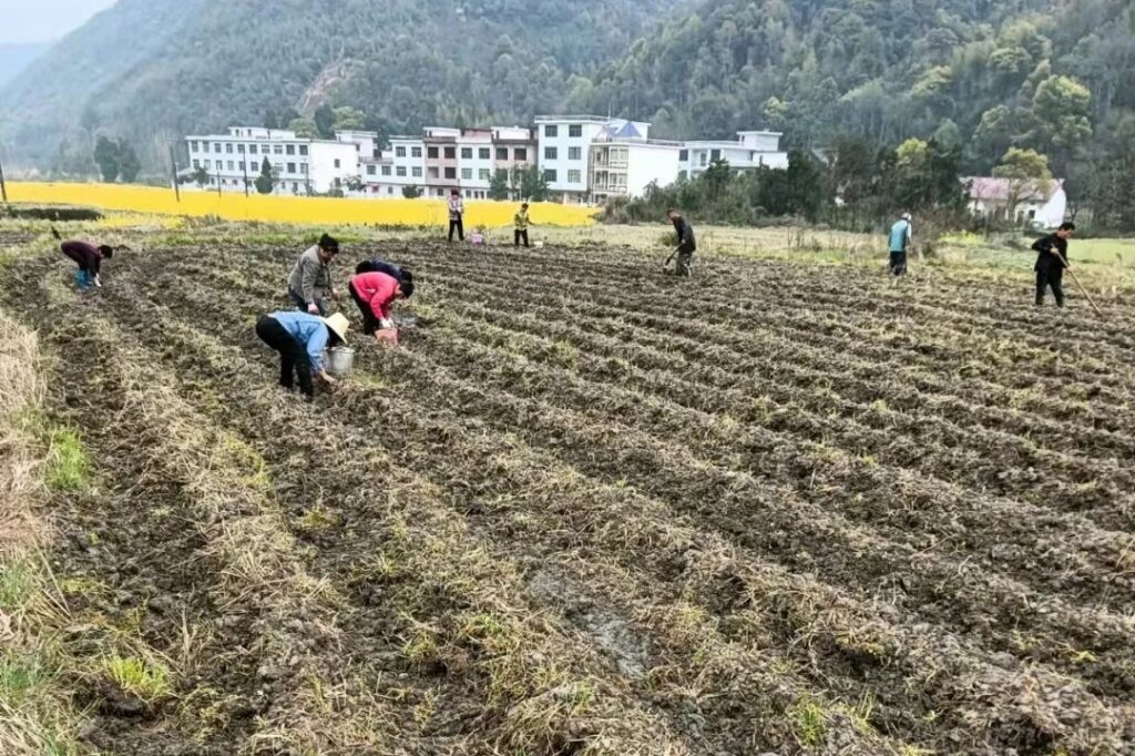 恰是农时迎春耕，芋仔产业盼丰收