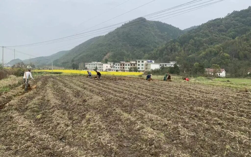 恰是农时迎春耕，芋仔产业盼丰收