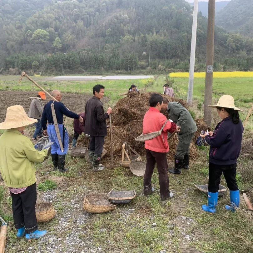 恰是农时迎春耕，芋仔产业盼丰收