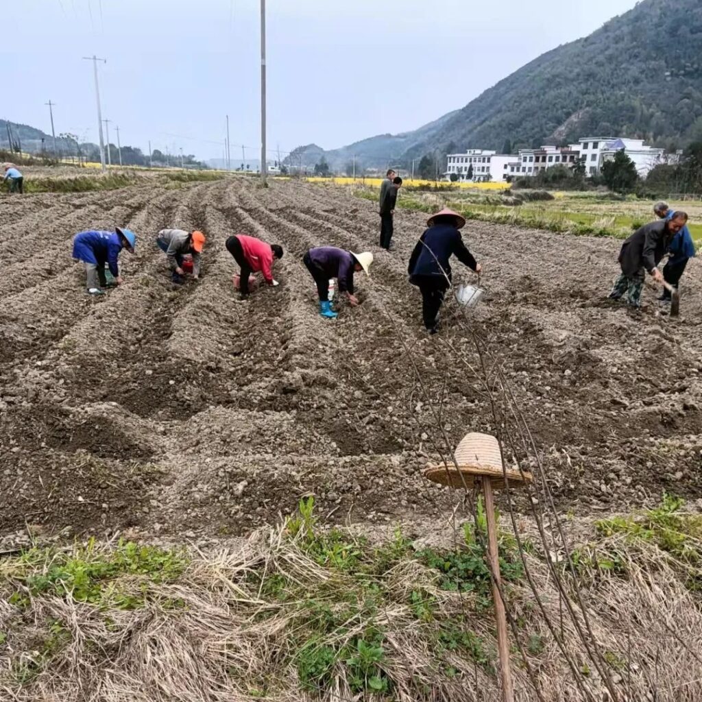 恰是农时迎春耕，芋仔产业盼丰收