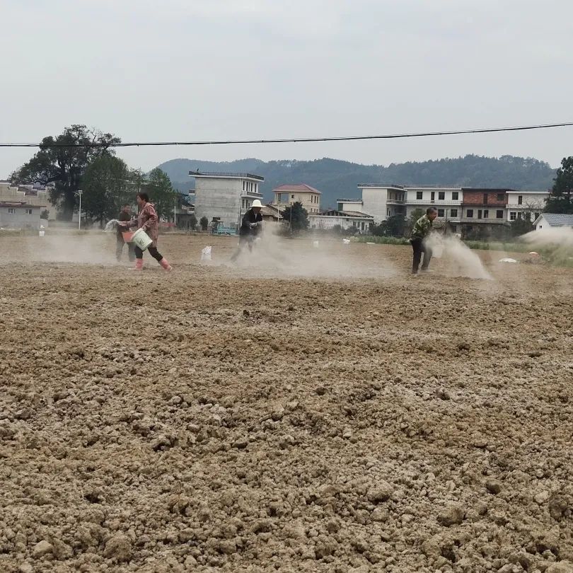 春日融融，中药材基地栽种忙