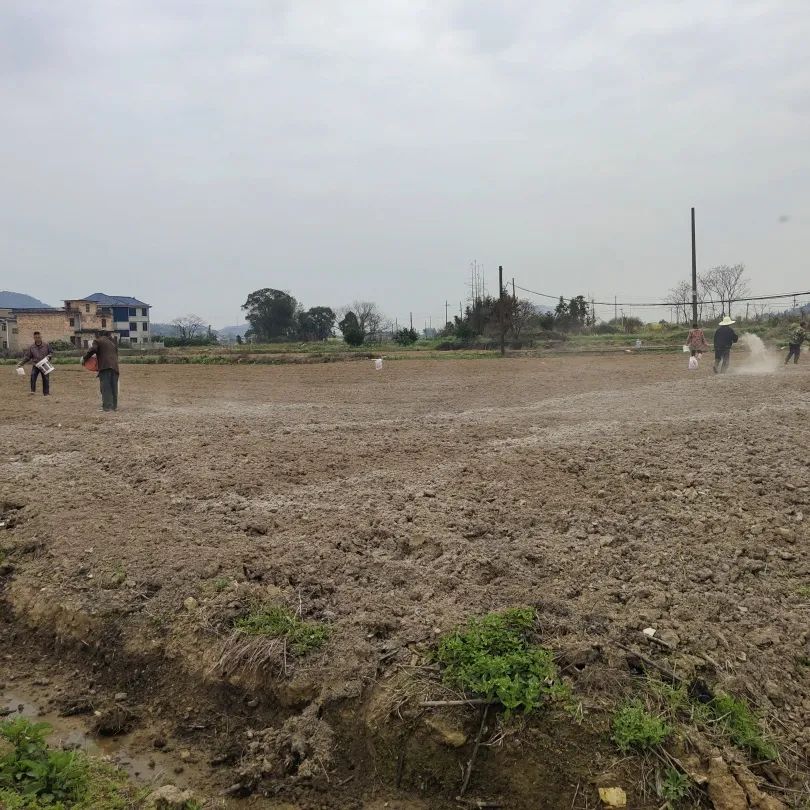 春日融融，中药材基地栽种忙