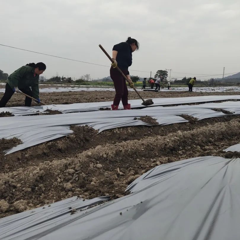 春日融融，中药材基地栽种忙