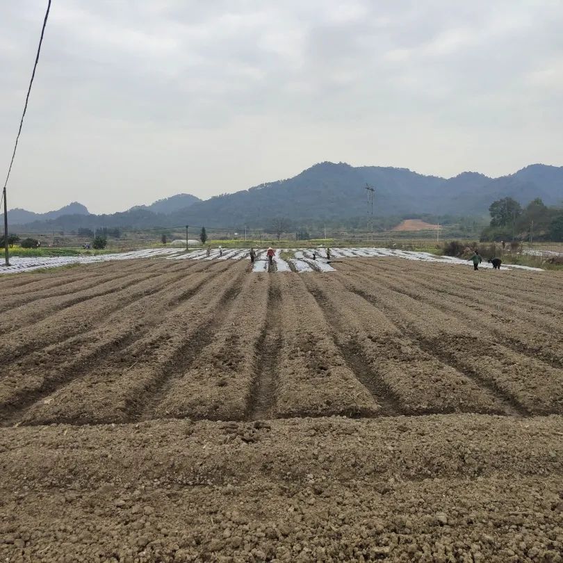 春日融融，中药材基地栽种忙