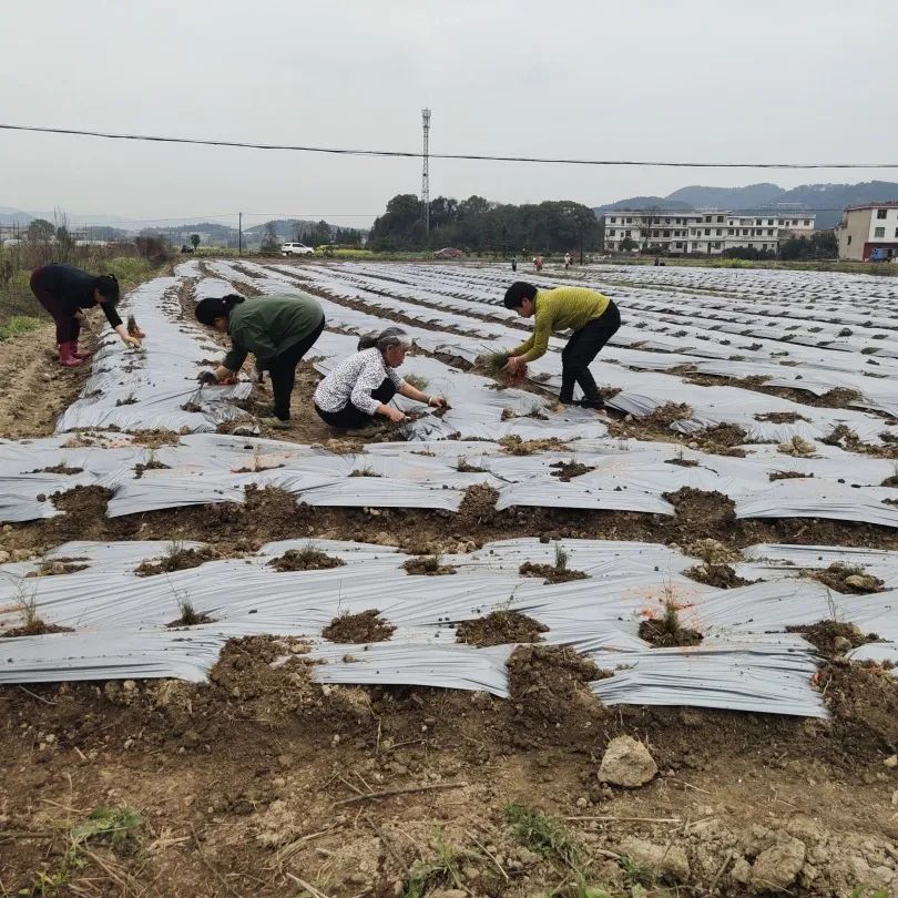 春日融融，中药材基地栽种忙