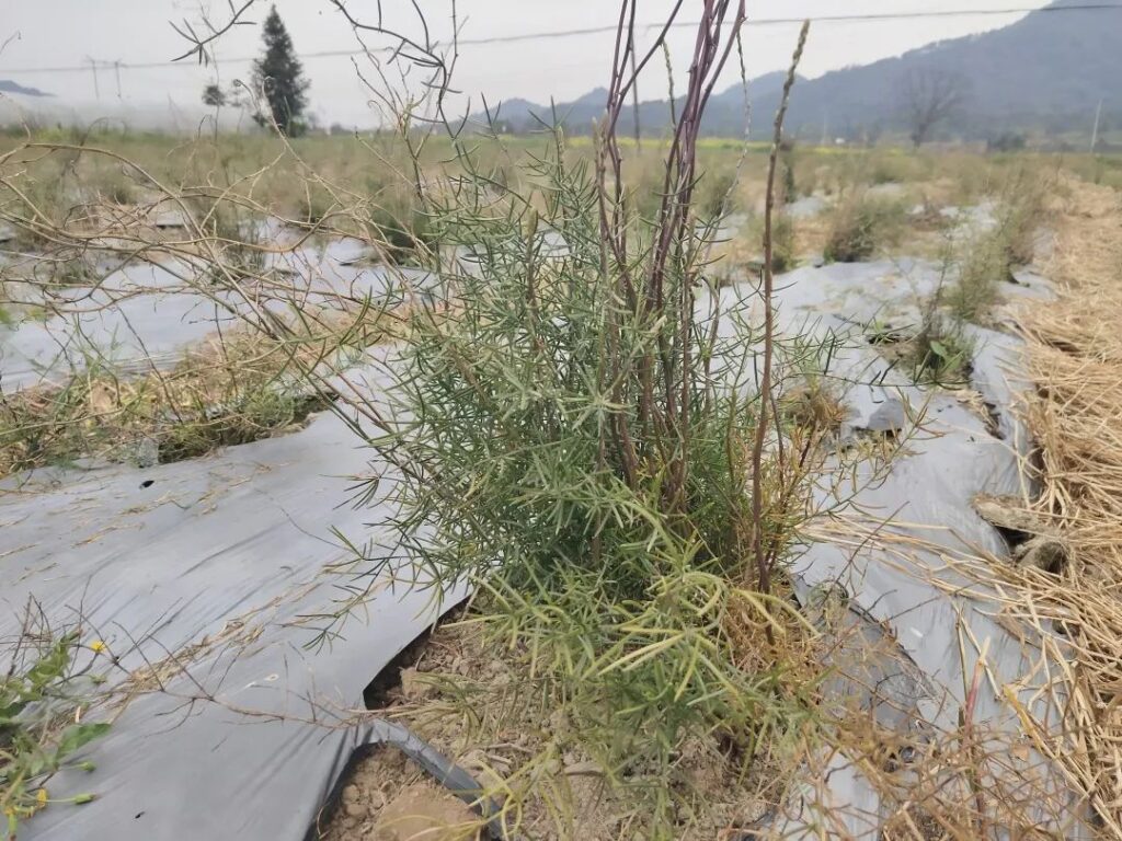 春日融融，中药材基地栽种忙