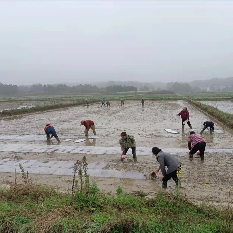 双林镇：翻耕育秧齐推进，早稻种植抢农时