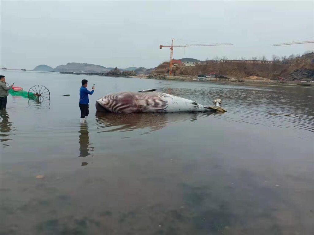 9米长鲸鱼搁浅大连海滩