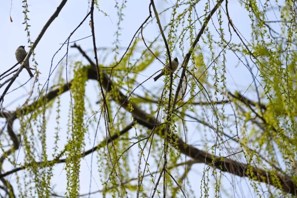 【二十四节气】春分