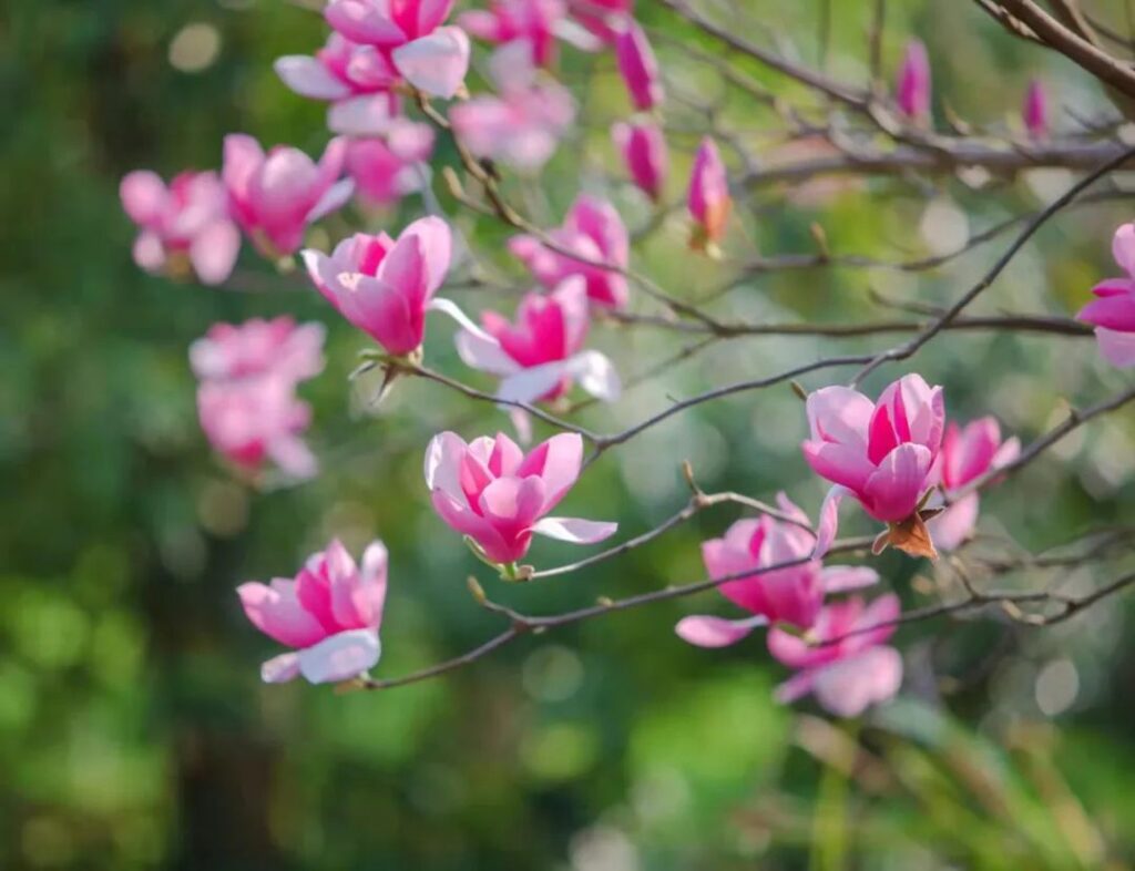 洋江镇：玉兰、油菜齐盛开