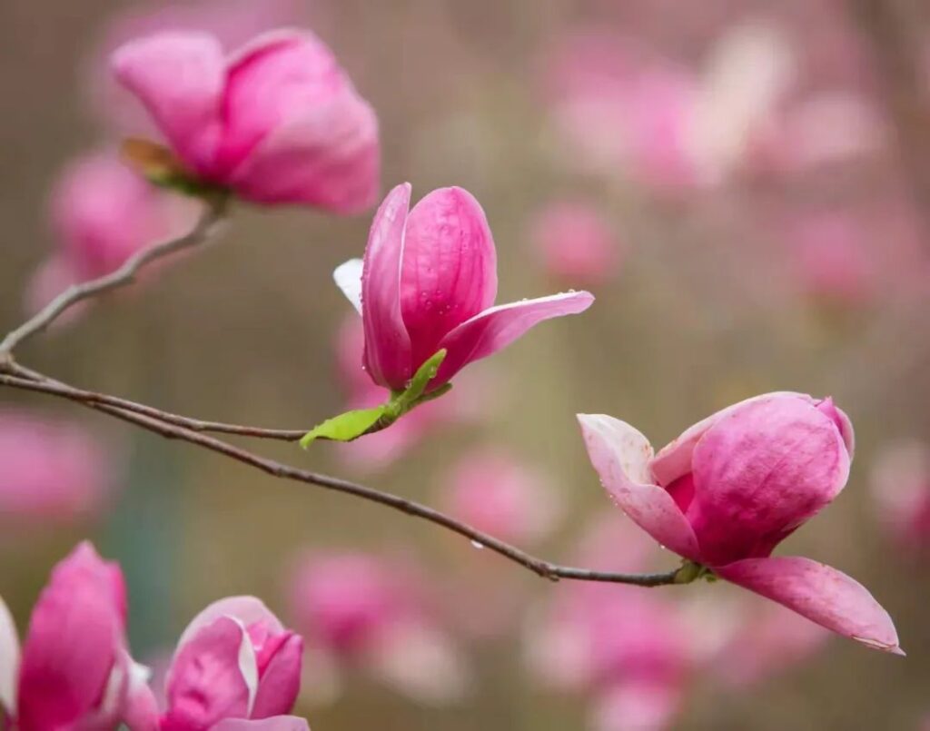 洋江镇：玉兰、油菜齐盛开