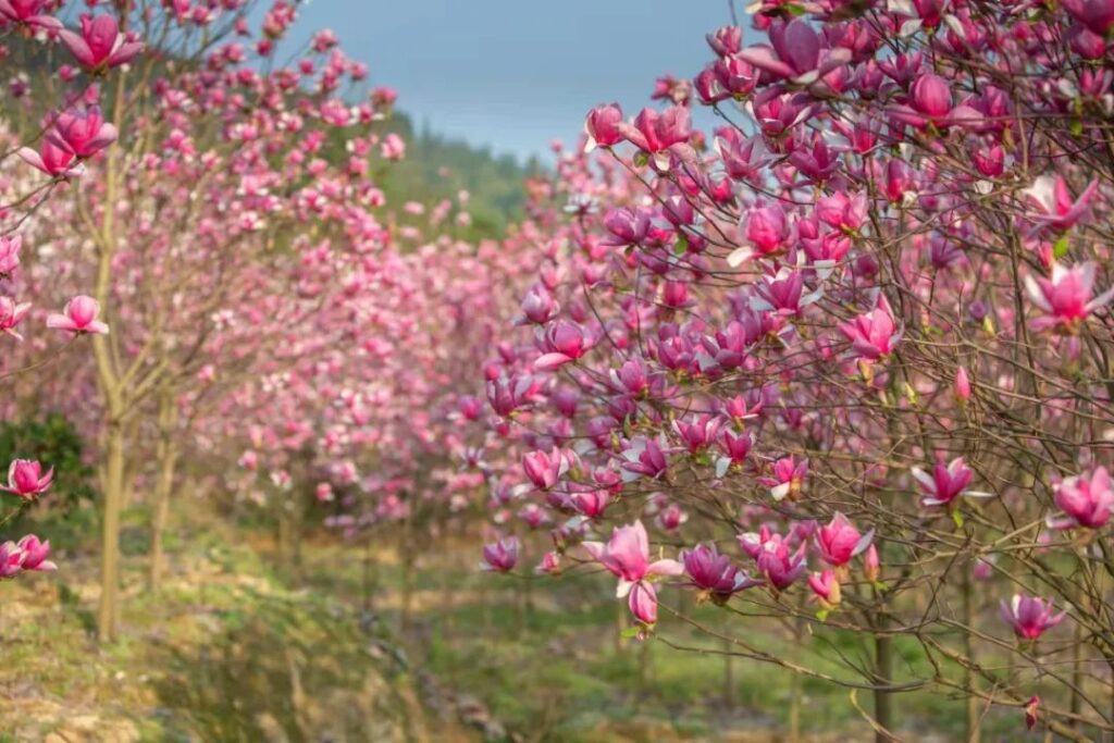 洋江镇：玉兰、油菜齐盛开