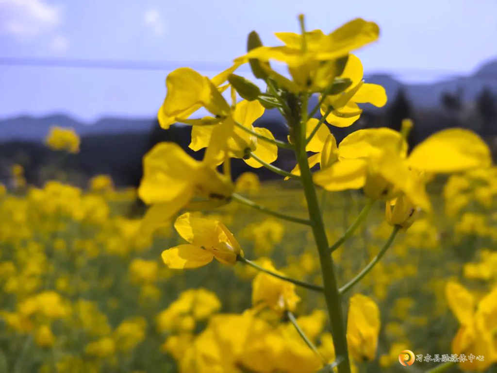 贵州习水：油菜花开 描绘春天画卷