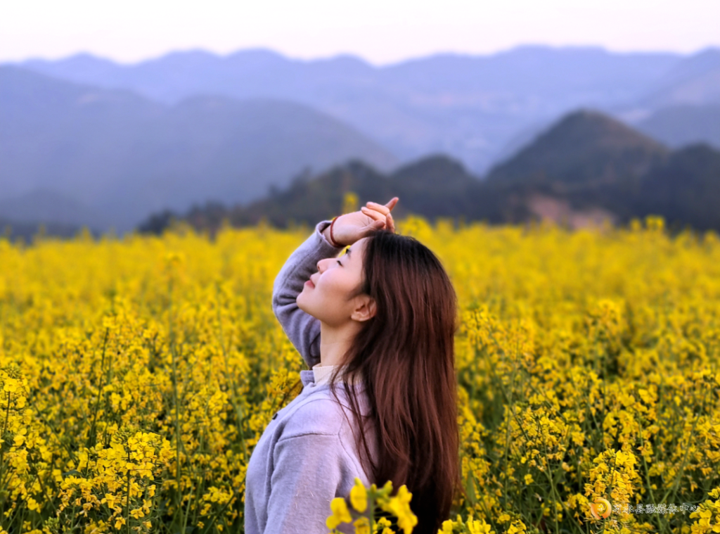 贵州习水：油菜花开 描绘春天画卷