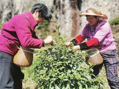 浙江乐清：春茶全面开采 产量预计提升20%