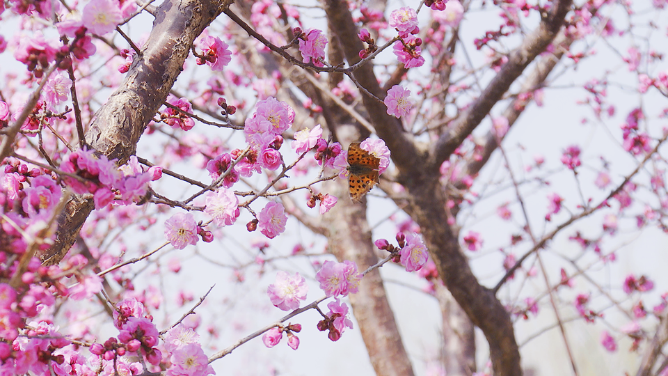 陕西澄城：万物复苏春到来 花红柳绿竞芳菲