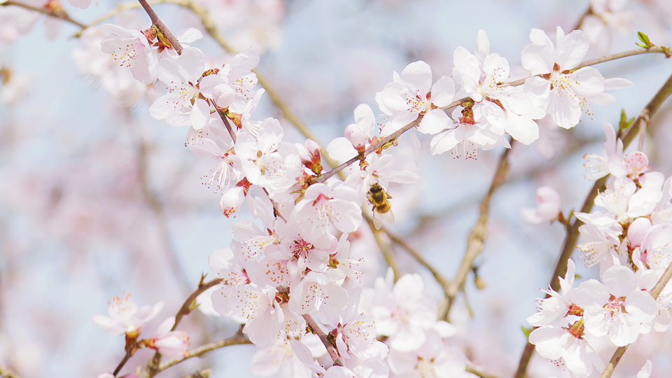 陕西澄城：万物复苏春到来 花红柳绿竞芳菲