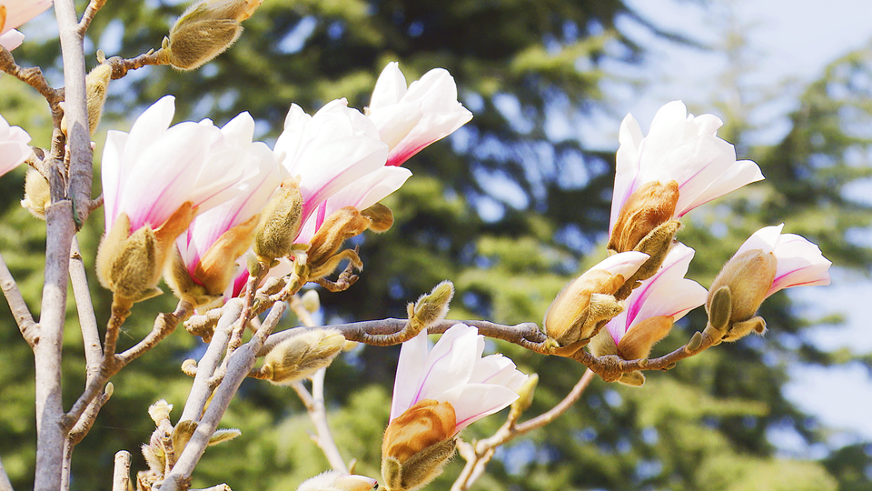 陕西澄城：万物复苏春到来 花红柳绿竞芳菲