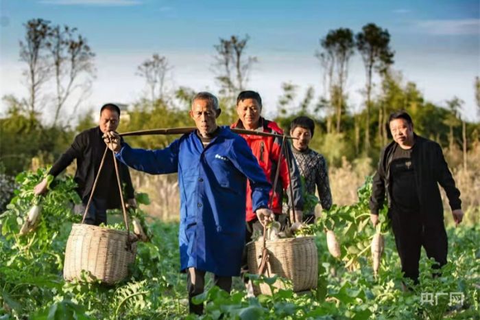 流转土地里种出特色萝卜 “甜”了农民心