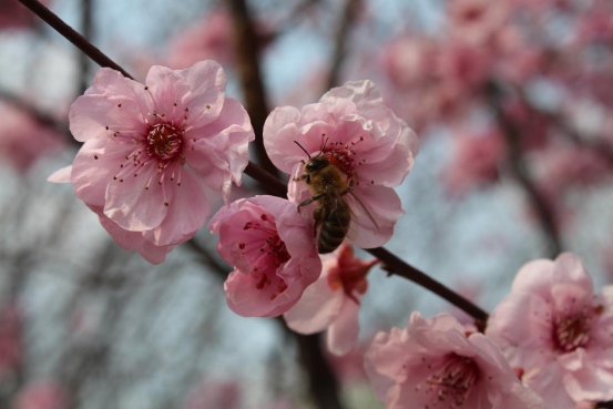 湖南南县：春风渐暖 拾花酿春