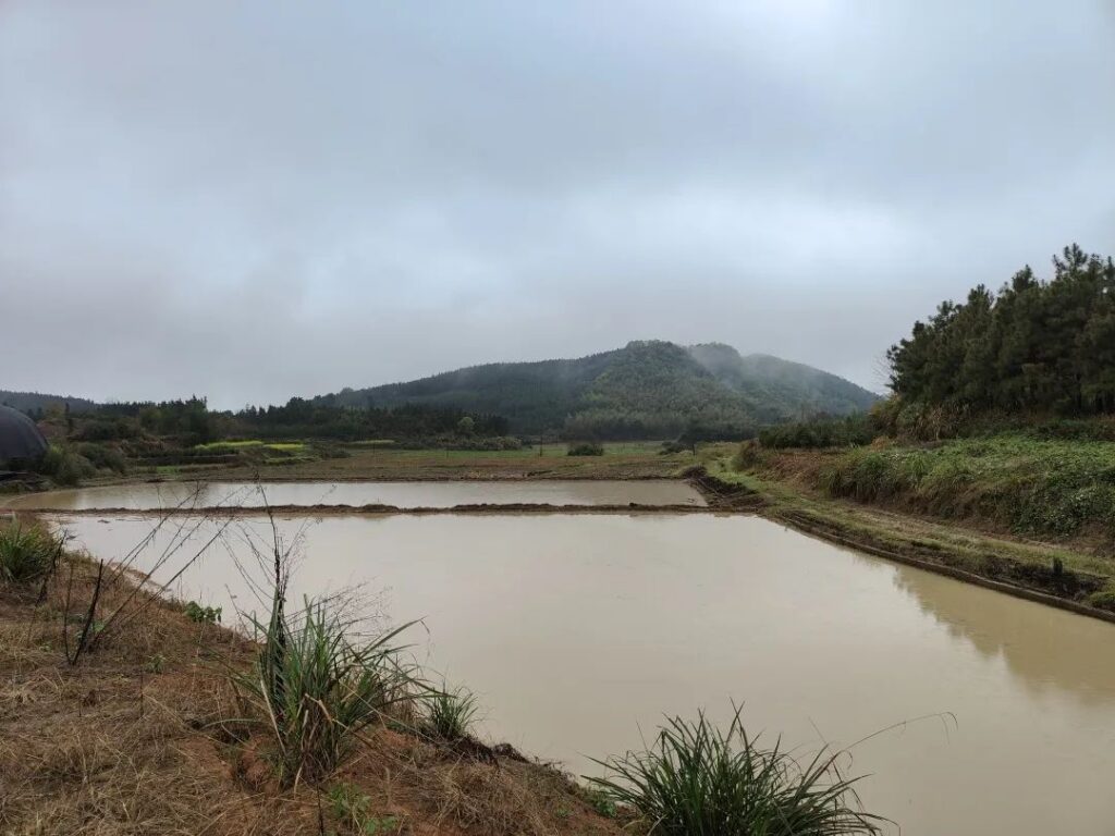 高岚乡：早稻育秧大比拼，这个会“走着开”