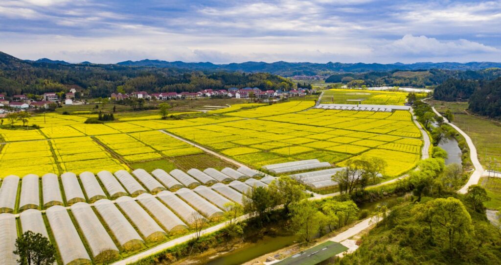 钤山镇金鸡布村花开田园美