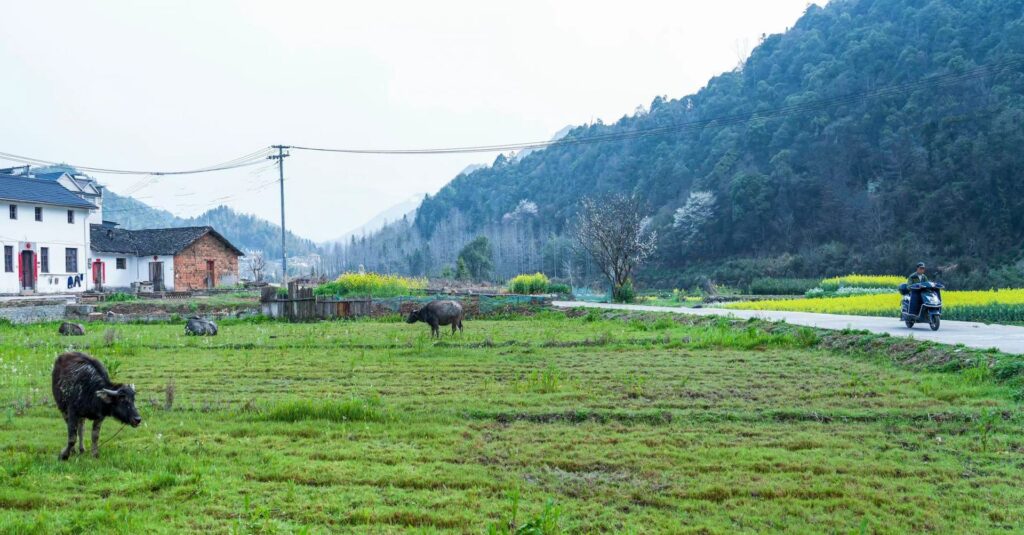 安徽祁门高源村：田园风光似桃源