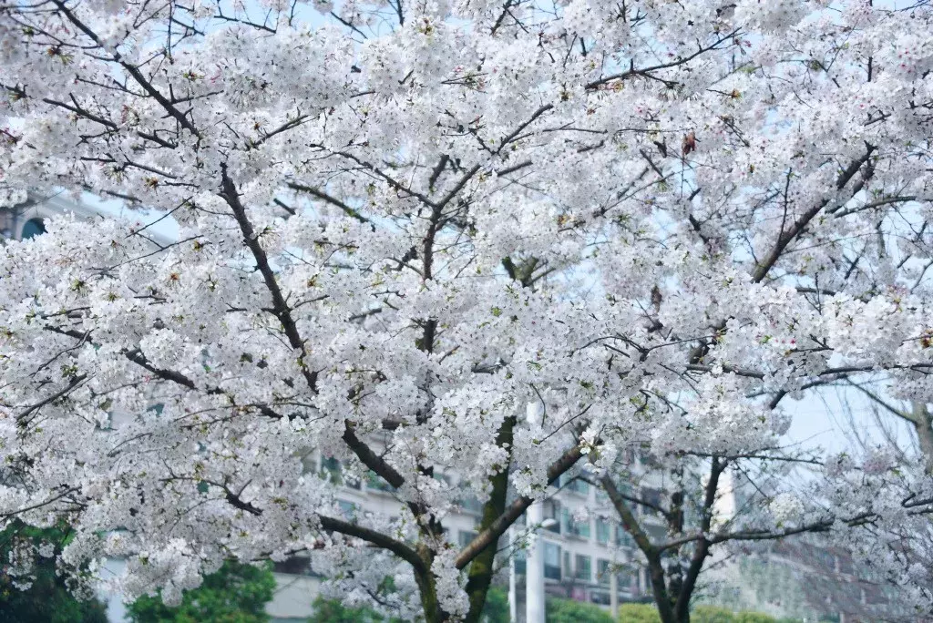 成都樱花哪里的好（成都最美樱花地七大排行榜）