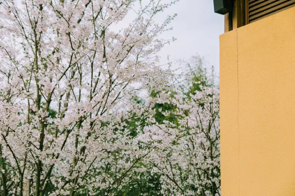 成都樱花哪里的好（成都最美樱花地七大排行榜）