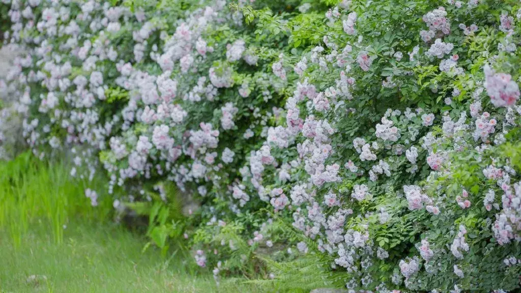 成都樱花哪里的好（成都最美樱花地七大排行榜）