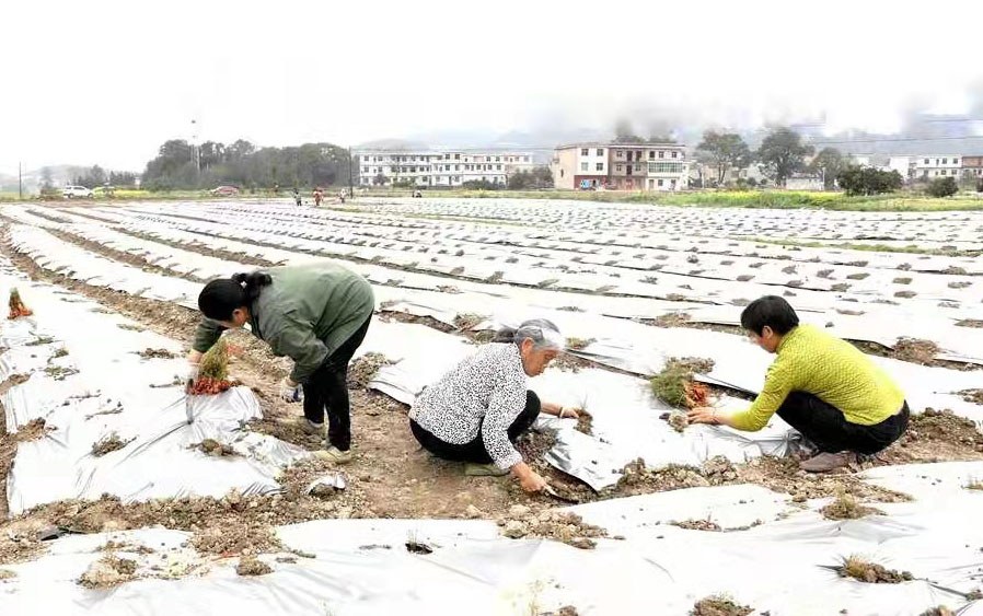 中药材种植忙