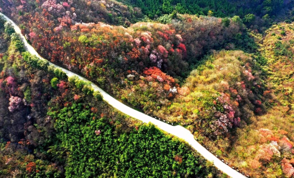 德安以花为媒发展赏花经济：花开如虹客自来