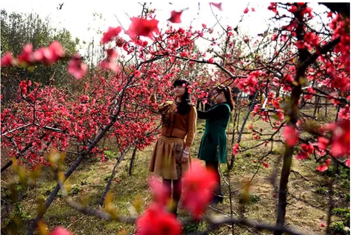 德安以花为媒发展赏花经济：花开如虹客自来