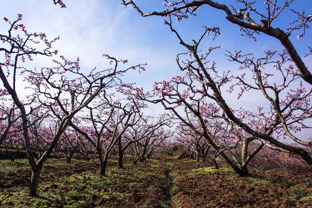 湖北随县：桃花盛开春意浓 踏青赏花正当时