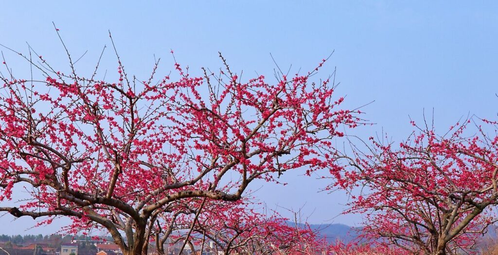 湖北随县：桃花盛开春意浓 踏青赏花正当时