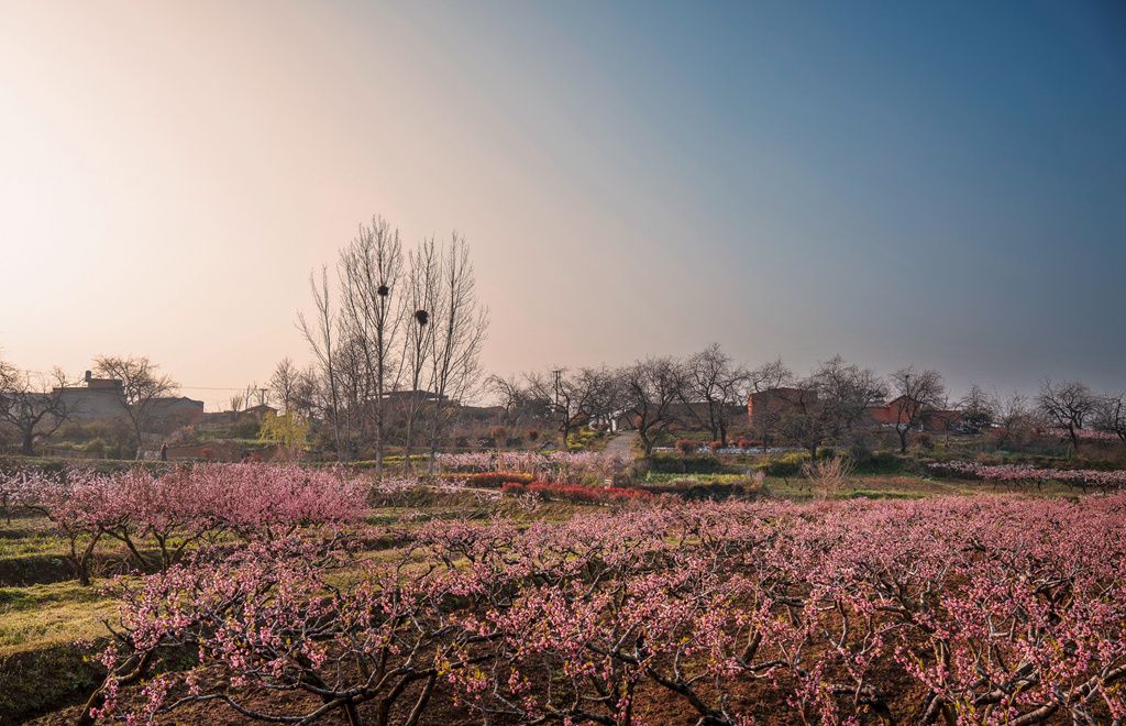 湖北随县：桃花盛开春意浓 踏青赏花正当时