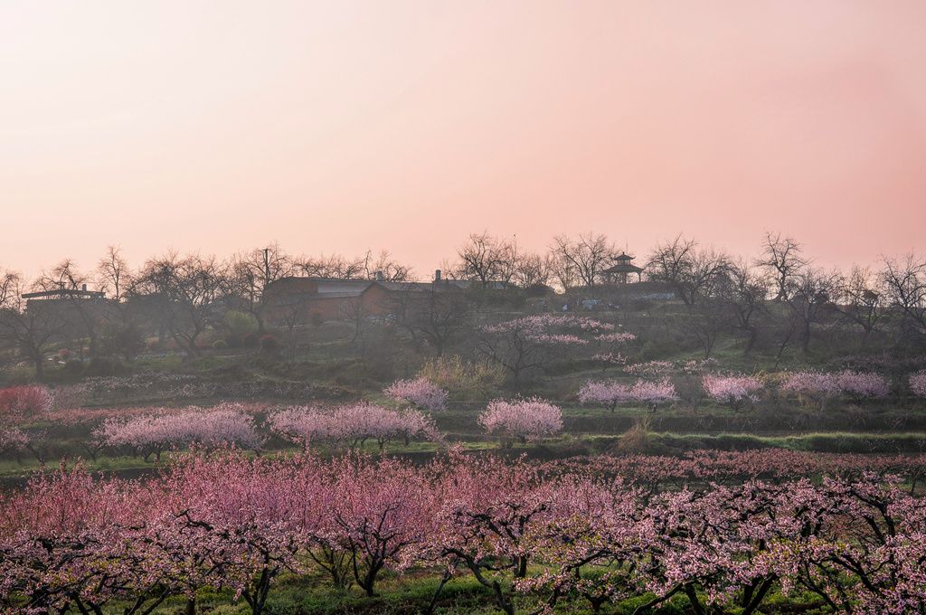 湖北随县：桃花盛开春意浓 踏青赏花正当时