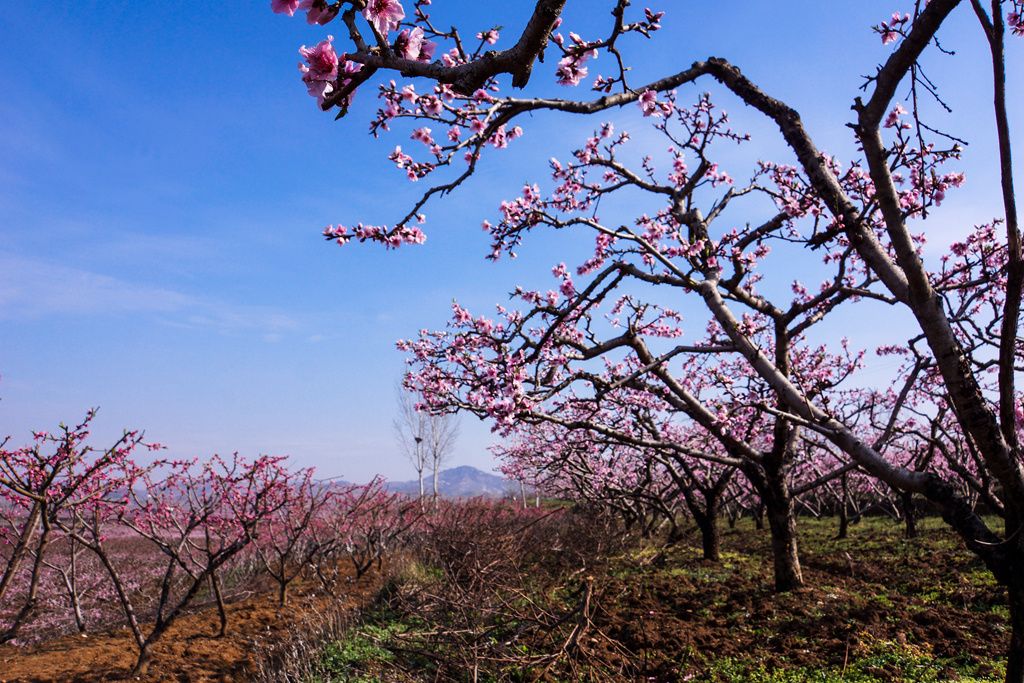 湖北随县：桃花盛开春意浓 踏青赏花正当时