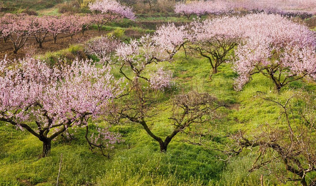 湖北随县：桃花盛开春意浓 踏青赏花正当时