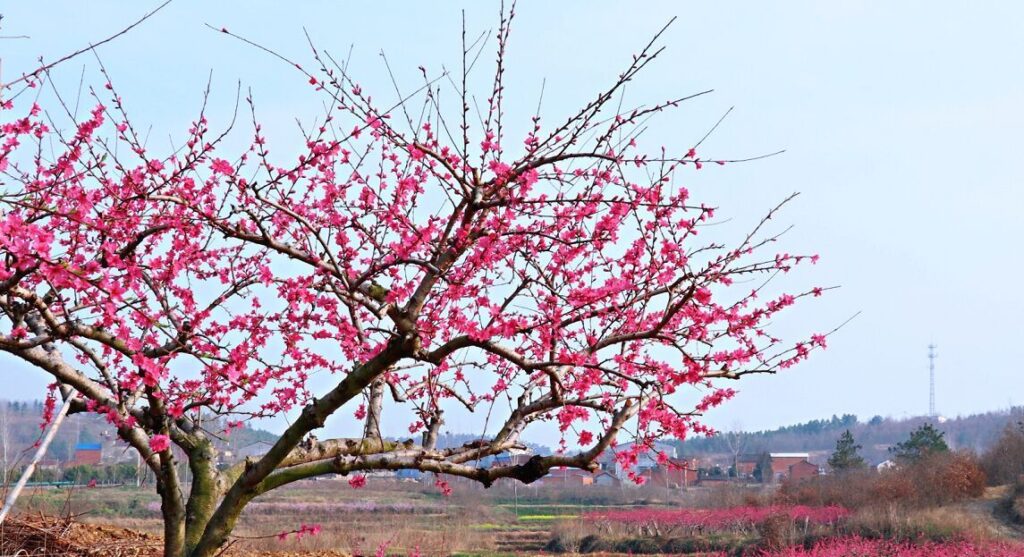 湖北随县：桃花盛开春意浓 踏青赏花正当时