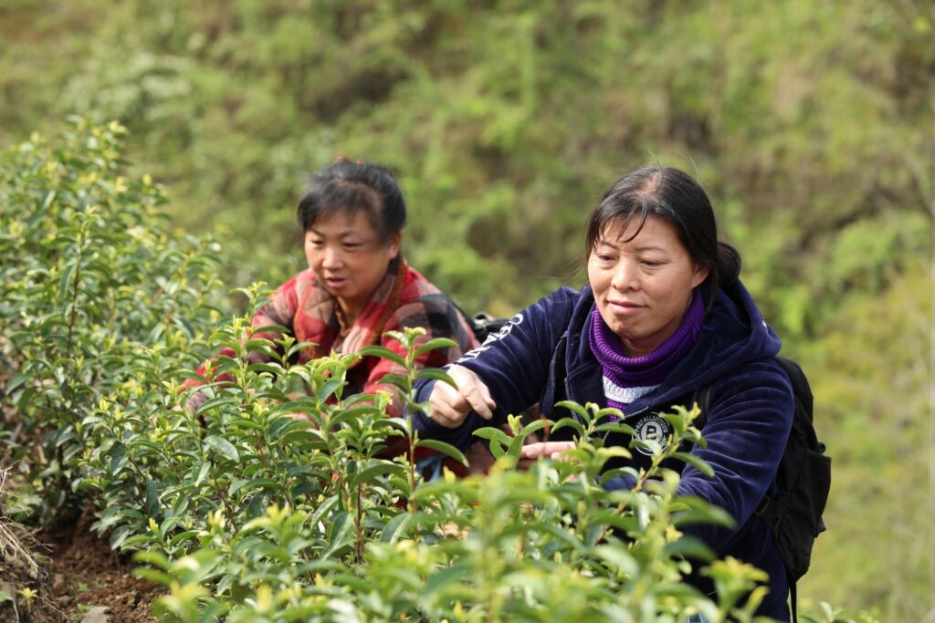 湖北通山：一叶春茶绿 一业乡村兴