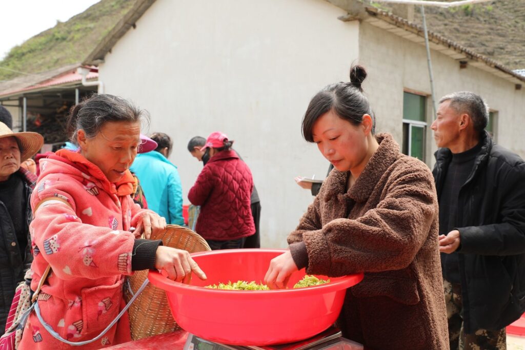 湖北通山：一叶春茶绿 一业乡村兴