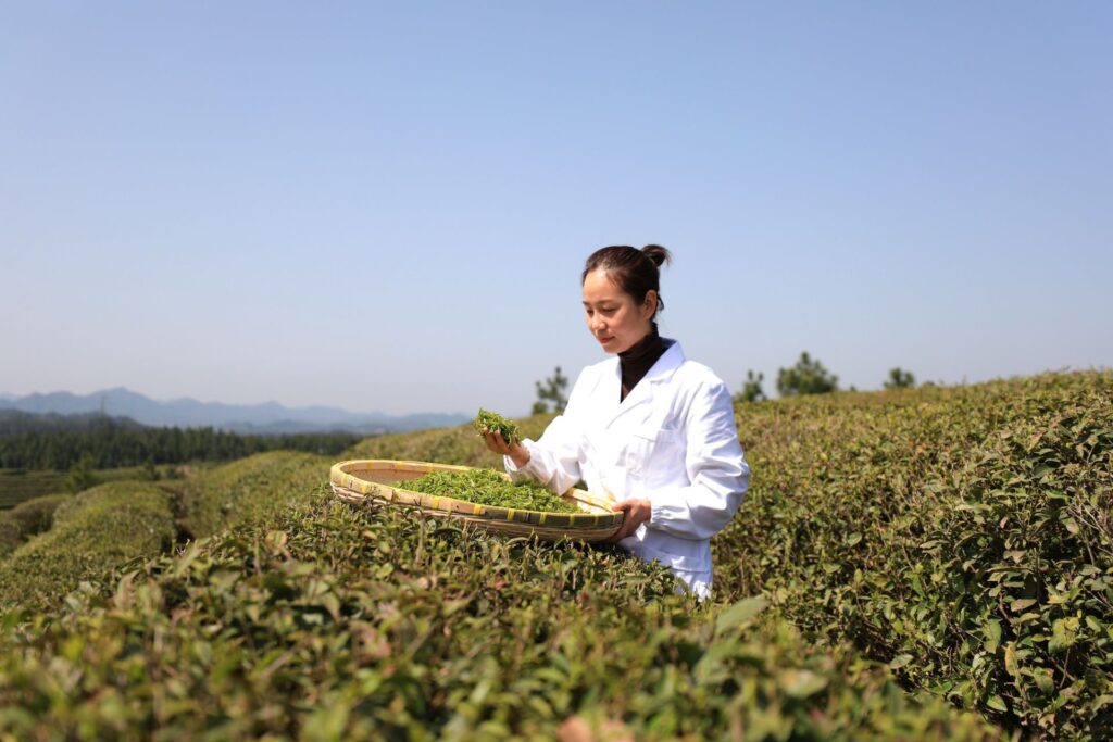 湖北通山：一叶春茶绿 一业乡村兴