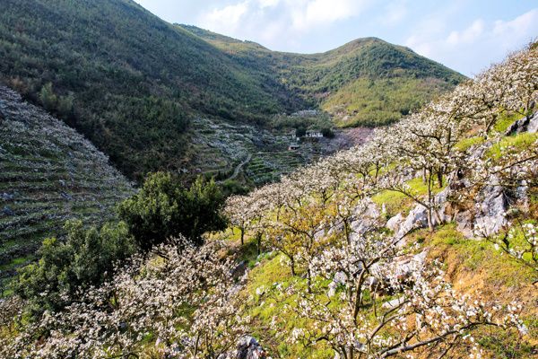 湖南临武：雪浪香漫梨花谷