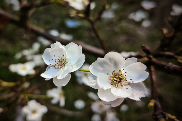 湖南临武：雪浪香漫梨花谷